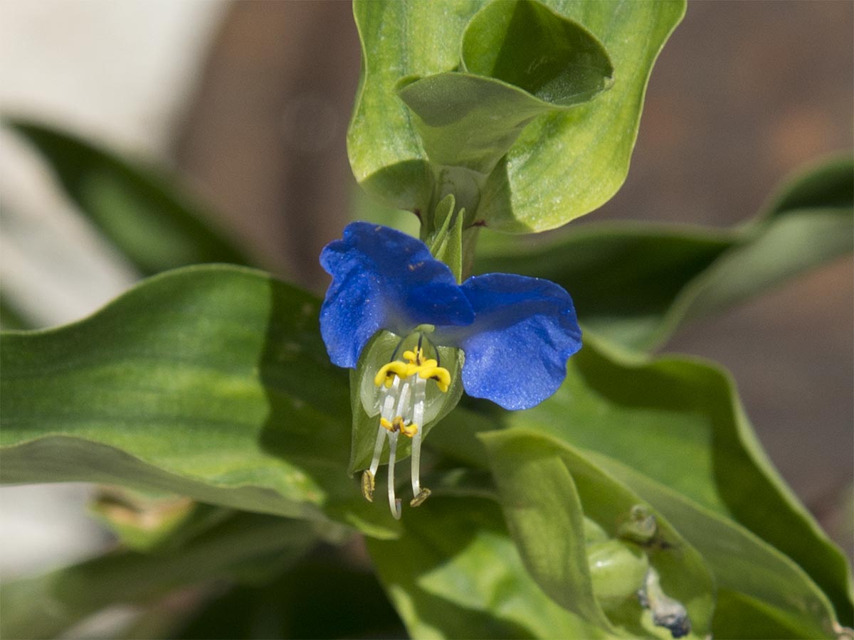 Blüte